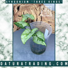 Load image into Gallery viewer, Syngonium Three Kings
